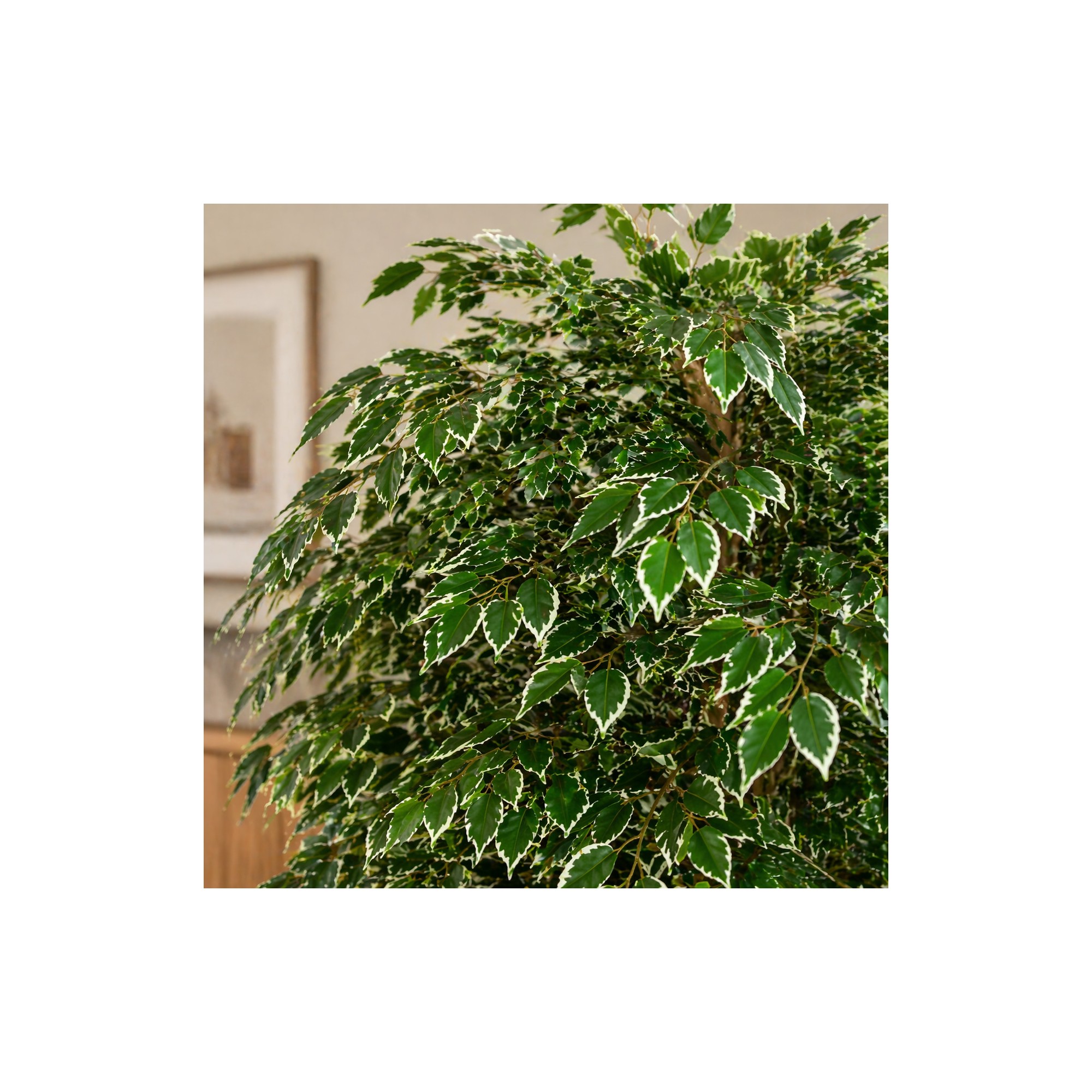  Ficus Luxe Seminaturale  Variegato  Tronco Bosco Giant H 225 cm