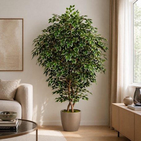 Ficus Luxe Seminaturale  Variegato  Tronco Bosco Giant H 250 cm