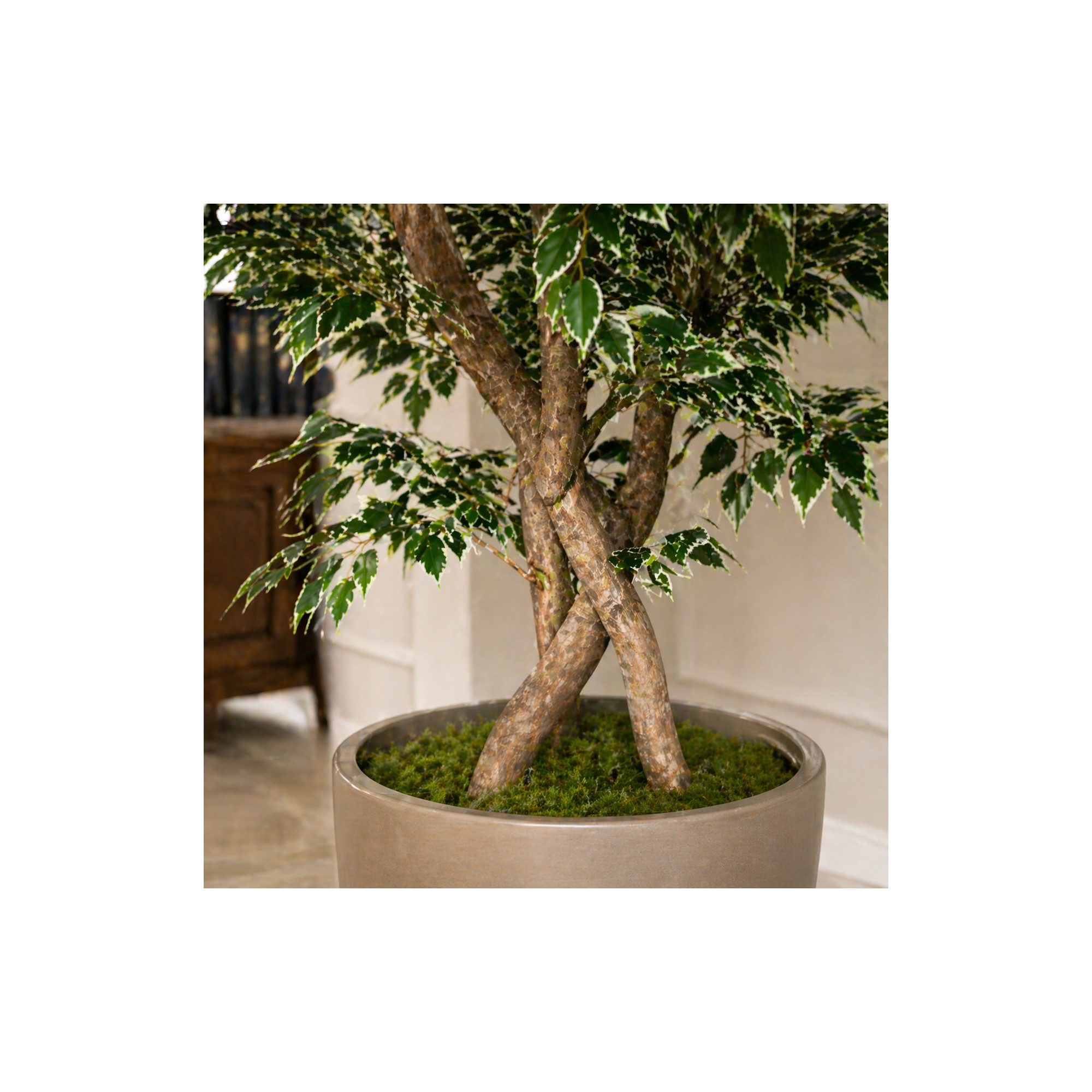  Ficus Luxe Seminaturale  Variegato  Tronco Bosco Giant H 250 cm