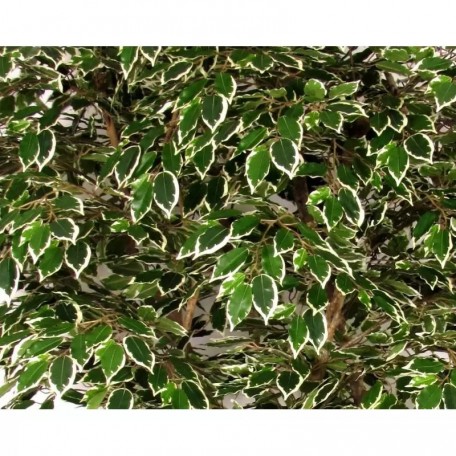 Ficus Luxe Seminaturale  Variegato  Tronco Bosco Giant H 250 cm