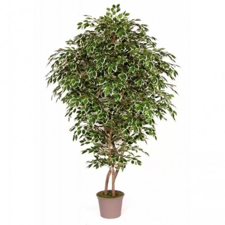 Ficus Luxe Seminaturale  Variegato  Tronco Bosco Giant H 250 cm