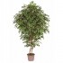 Ficus Luxe Seminaturale  Variegato  Tronco Bosco Giant H 250 cm