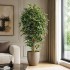 Ficus Luxe Seminaturale  Variegato  Tronco Mansanisi H 125 cm