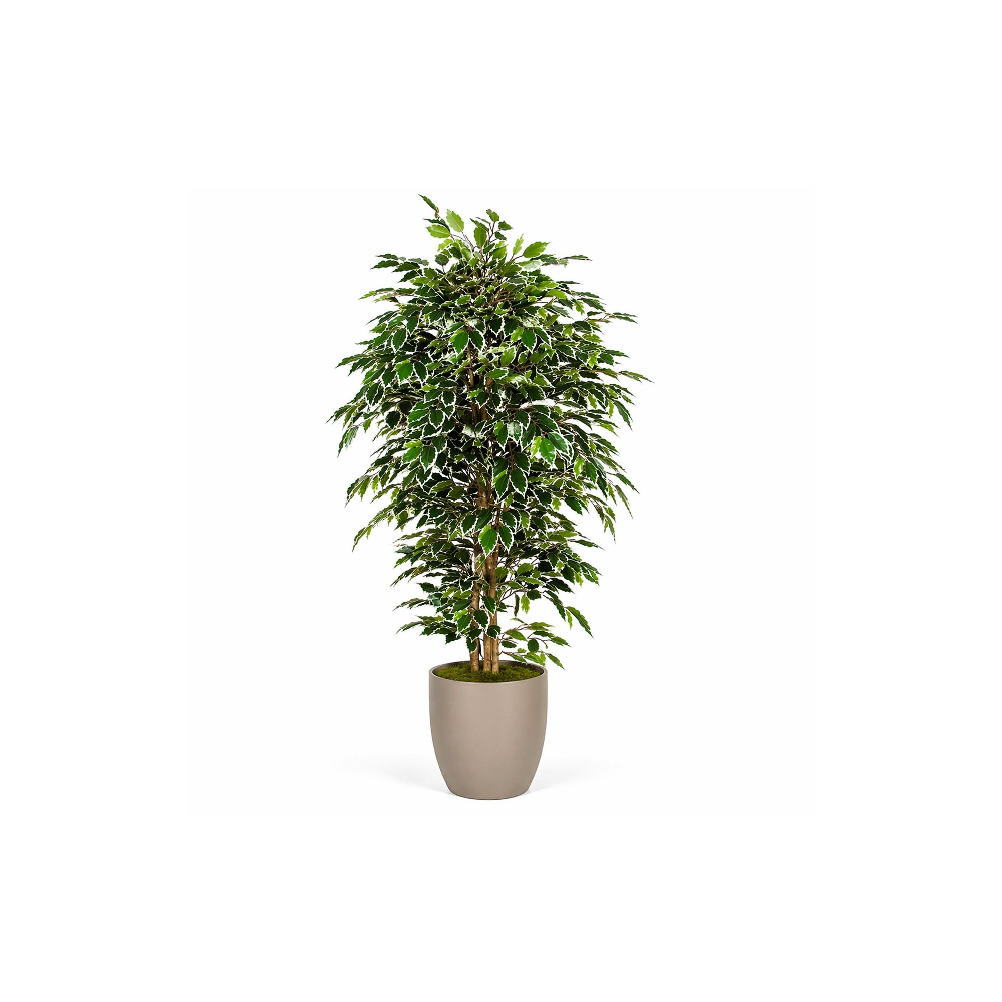  Ficus Luxe Seminaturale  Variegato  Tronco Mansanisi H 125 cm