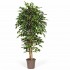 Ficus Luxe Seminaturale  Variegato  Tronco Mansanisi H 150 cm