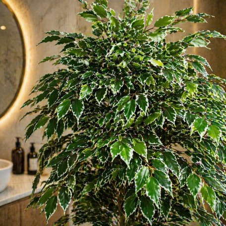 Ficus Luxe Seminaturale  Variegato  Tronco Mansanisi H 150 cm