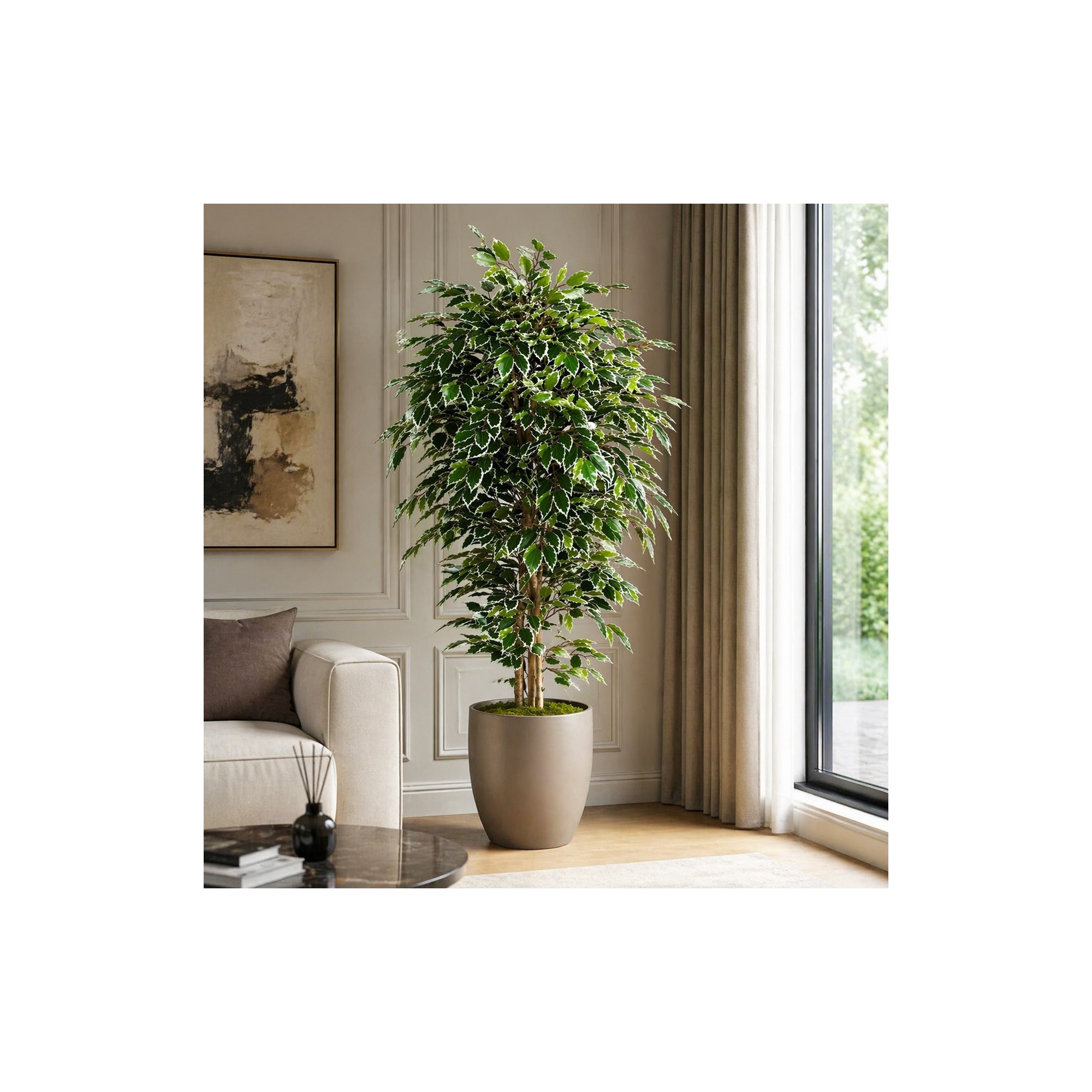  Ficus Luxe Seminaturale  Variegato  Tronco Mansanisi H 200 cm