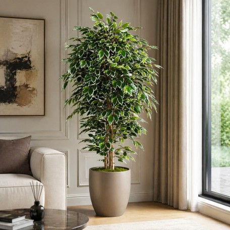 Ficus Luxe Seminaturale  Variegato  Tronco Mansanisi H 200 cm
