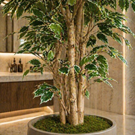 Ficus Luxe Seminaturale  Variegato  Tronco Mansanisi H 200 cm