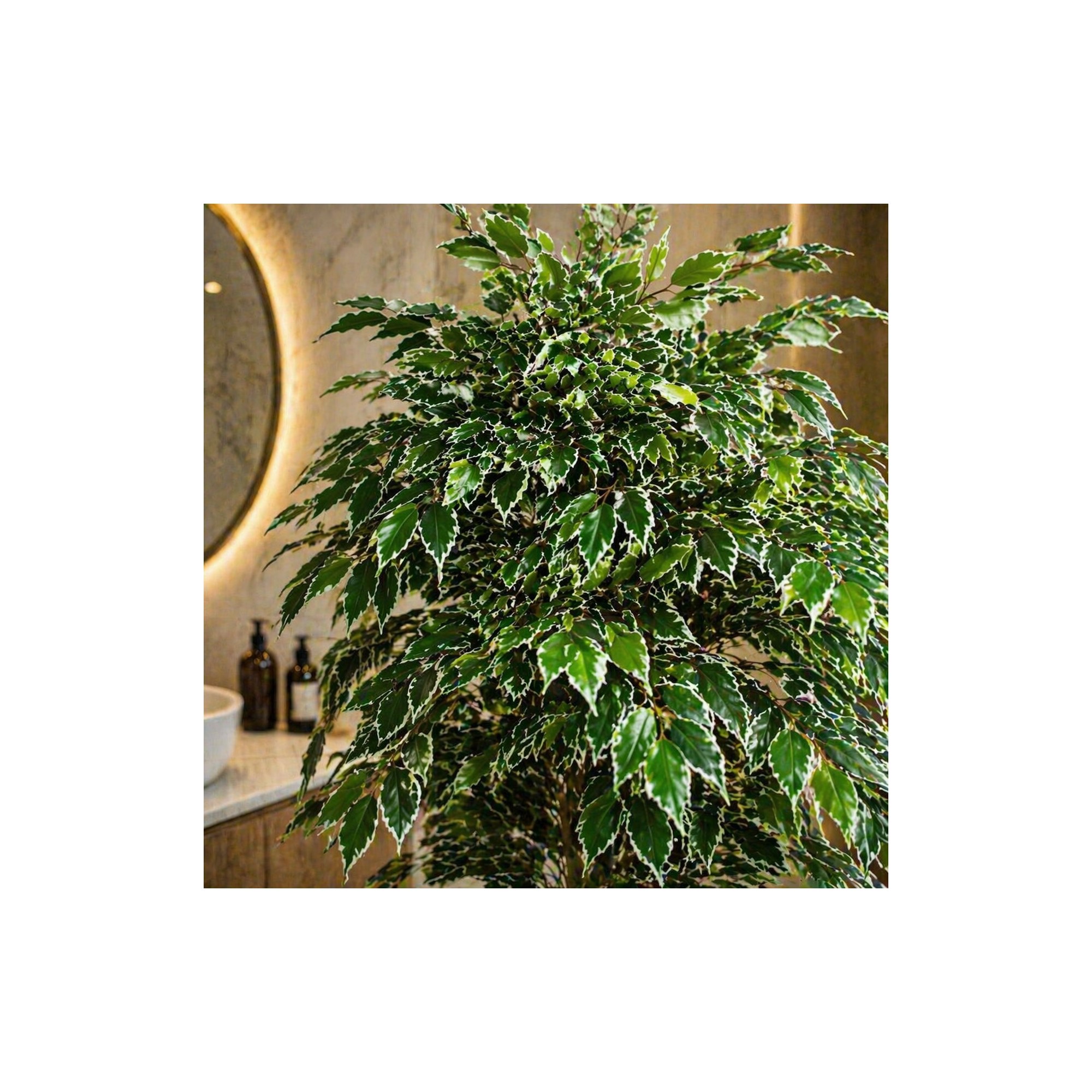  Ficus Luxe Seminaturale  Variegato  Tronco Mansanisi H 200 cm