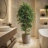 Ficus Luxe Seminaturale  Variegato  Tronco Mansanisi H 225 cm