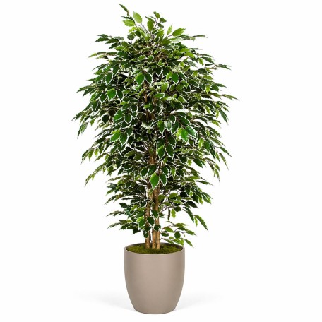Ficus Luxe Seminaturale  Variegato  Tronco Mansanisi H 225 cm