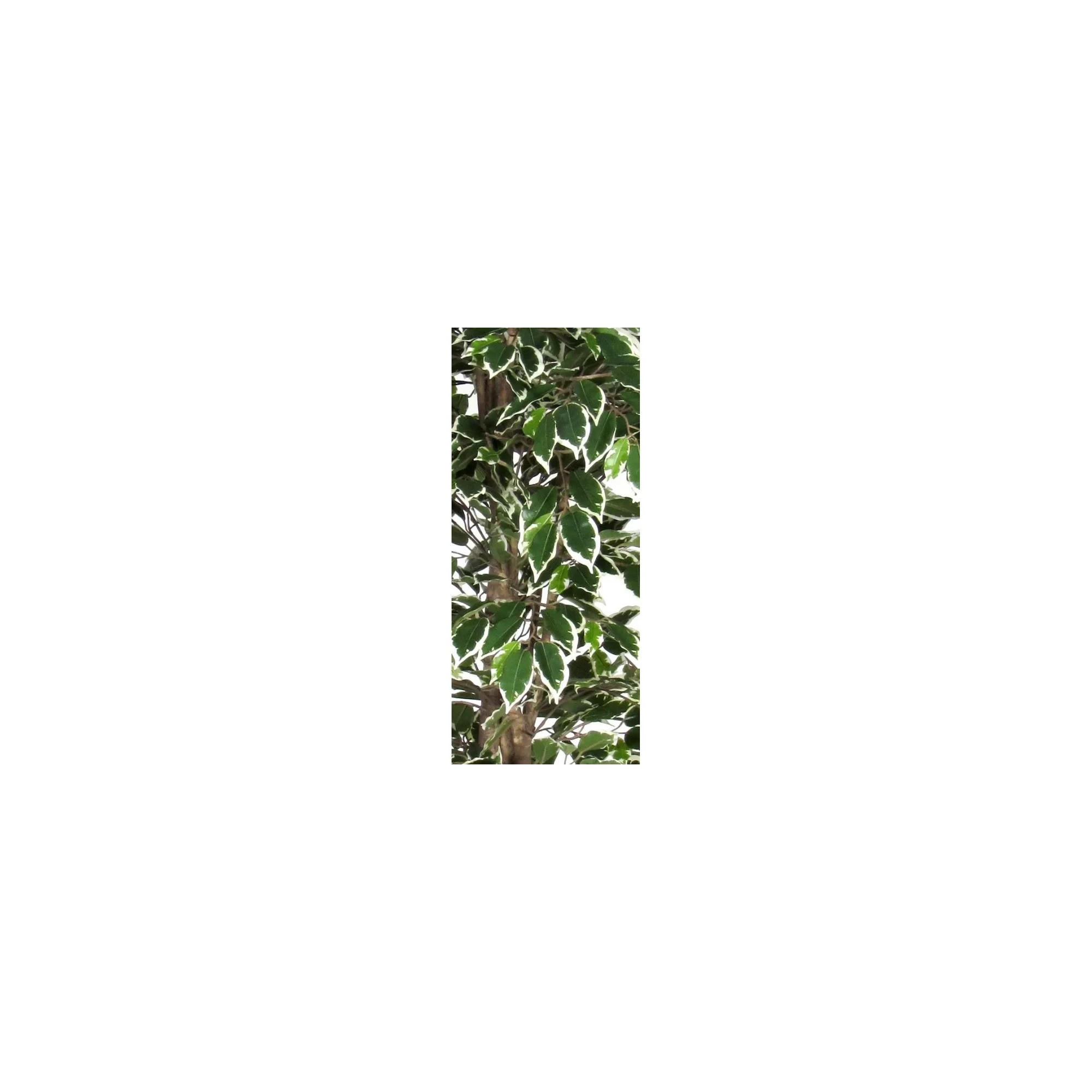  Ficus Luxe Seminaturale  Variegato  Tronco Mansanisi H 250 cm