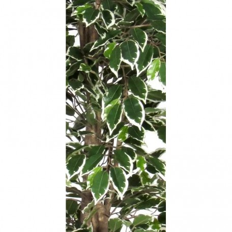 Ficus Luxe Seminaturale  Variegato  Tronco Mansanisi H 250 cm