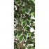 Ficus Luxe Seminaturale  Variegato  Tronco Mansanisi H 250 cm