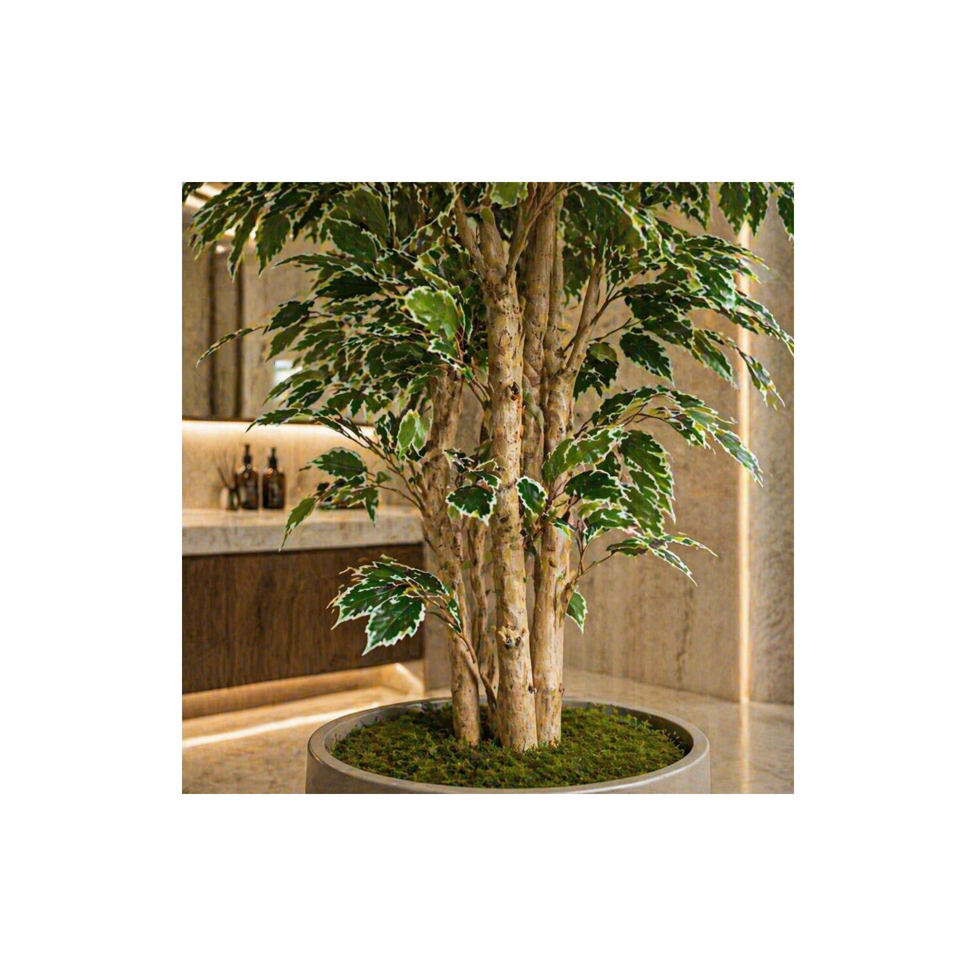 Ficus Luxe Seminaturale  Variegato  Tronco Mansanisi H 250 cm