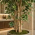 Ficus Luxe Seminaturale  Variegato  Tronco Mansanisi H 300 cm