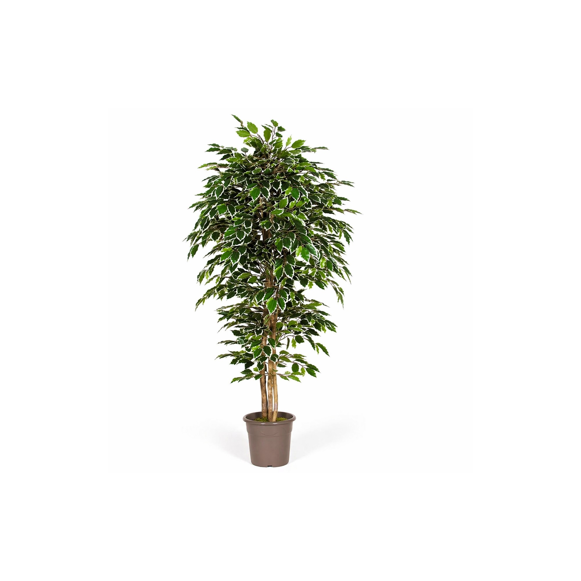  Ficus Luxe Seminaturale  Variegato  Tronco Mansanisi H 300 cm
