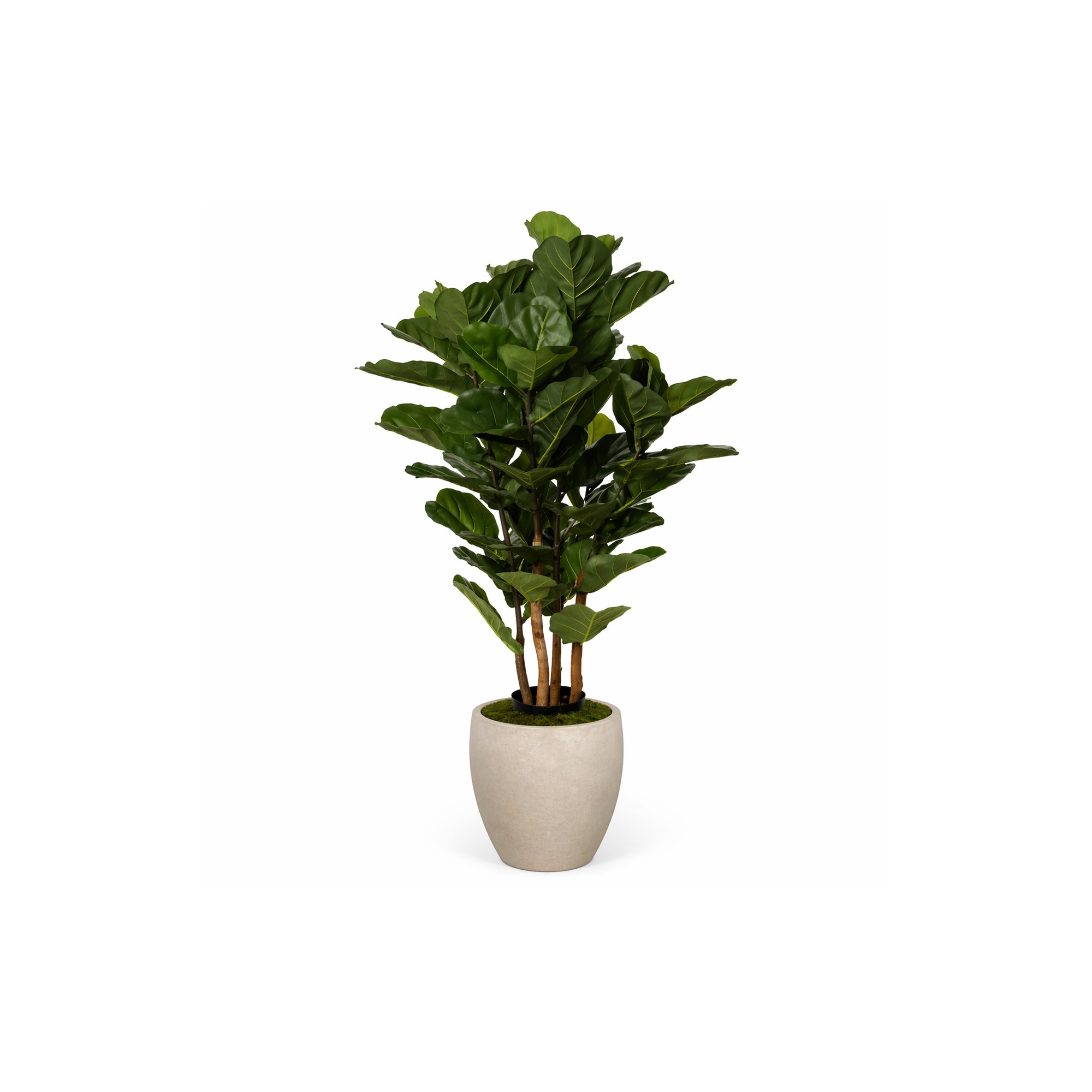  Ficus Lyrata Seminaturale  Verde  UVR  H 165 cm