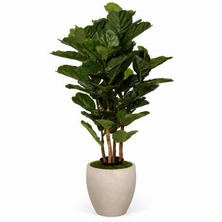 Ficus Lyrata Seminaturale  Verde  UVR  H 165 cm
