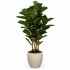 Ficus Lyrata Seminaturale  Verde  UVR  H 165 cm