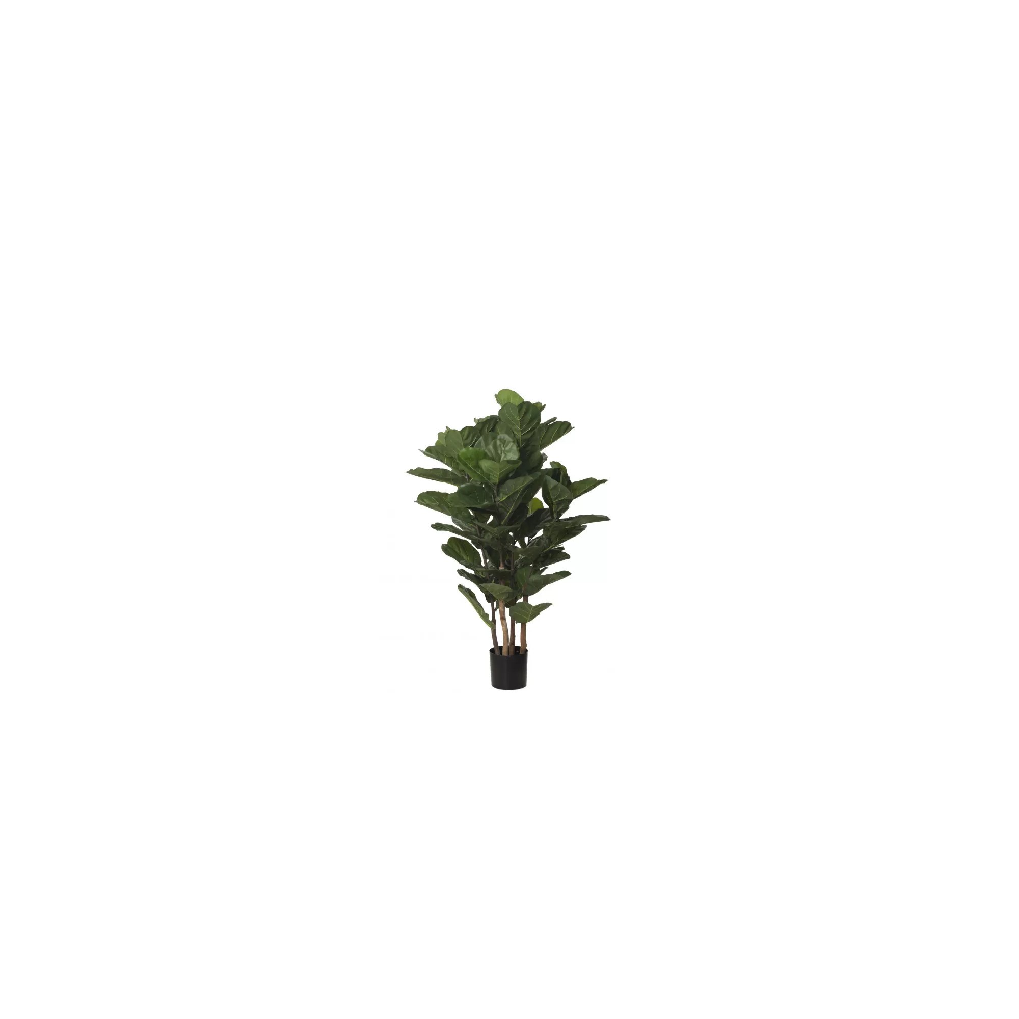  Ficus Lyrata Seminaturale  Verde  UVR  H 165 cm