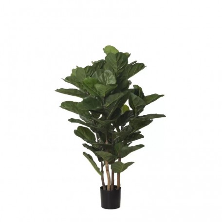 Ficus Lyrata Seminaturale  Verde  UVR  H 165 cm