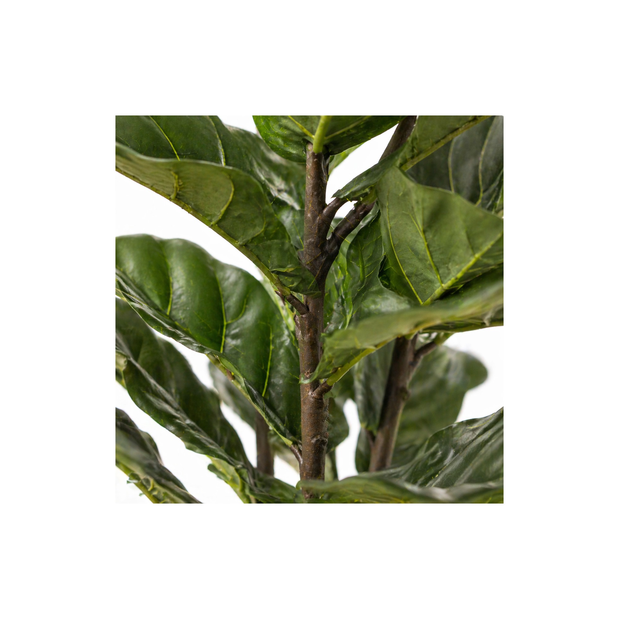  Ficus Lyrata Seminaturale  Verde  UVR  H 165 cm