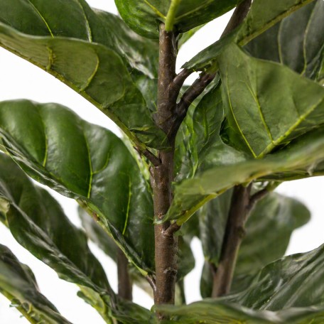 Ficus Lyrata Seminaturale  Verde  UVR  H 165 cm
