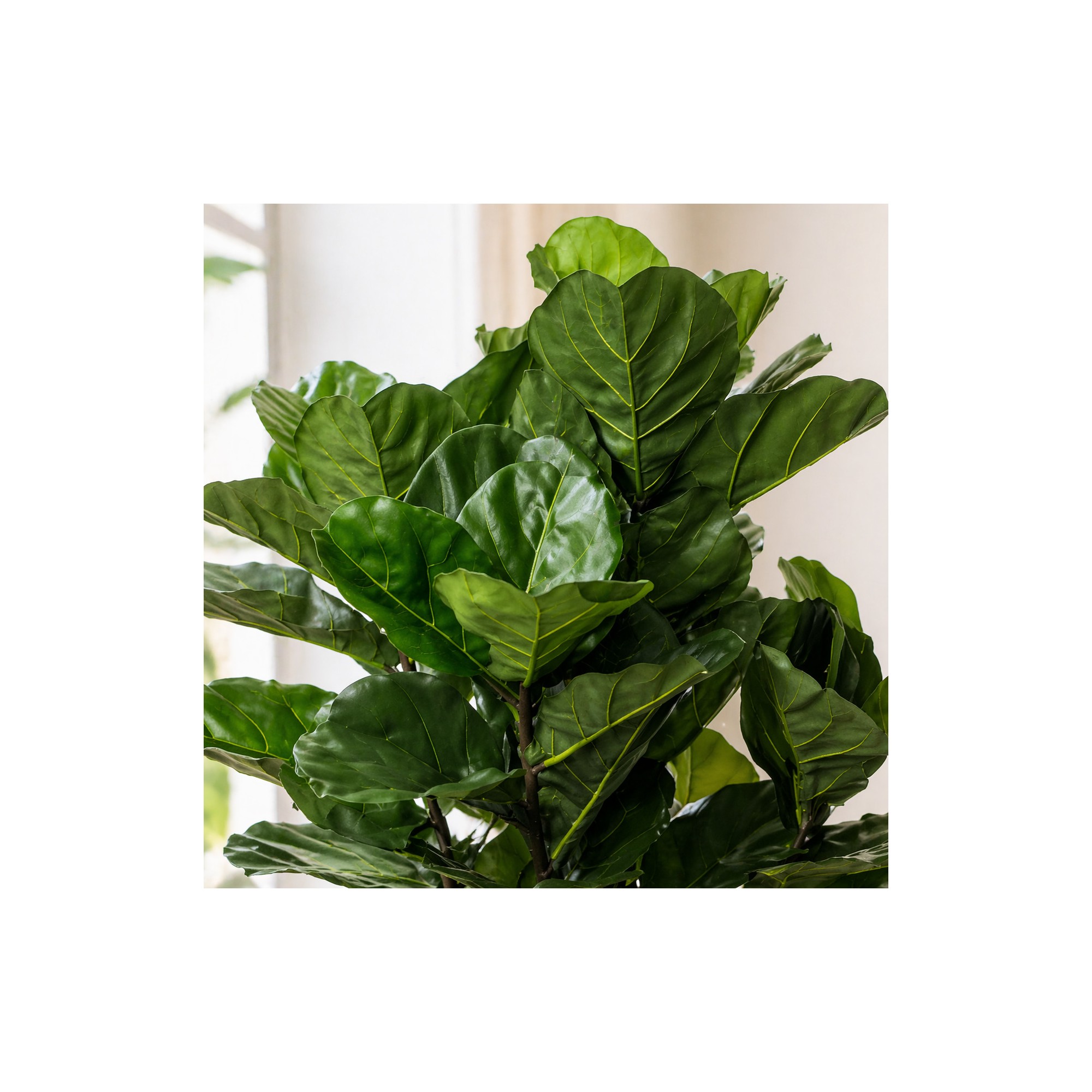  Ficus Lyrata Seminaturale  Verde  UVR  H 165 cm