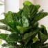 Ficus Lyrata Seminaturale  Verde  UVR  H 165 cm