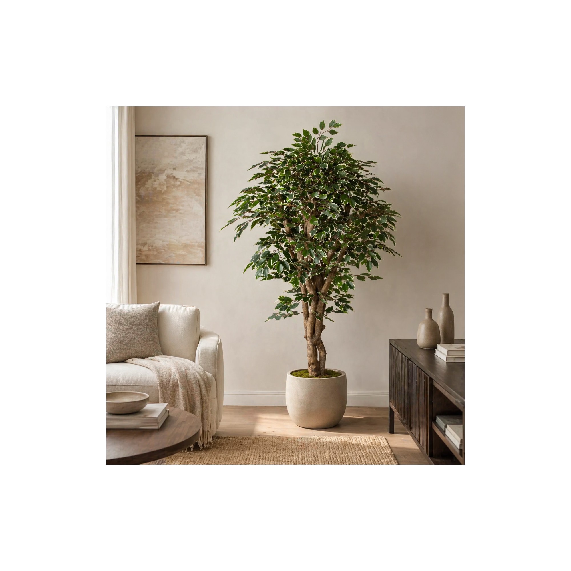  Ficus Luxe Seminaturale  Variegato  Tronco Mediterraneo H 175 cm