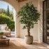 Ficus Luxe Seminaturale  Variegato  Tronco Mediterraneo H 175 cm