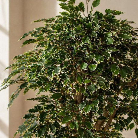 Ficus Luxe Seminaturale  Variegato  Tronco Mediterraneo H 175 cm