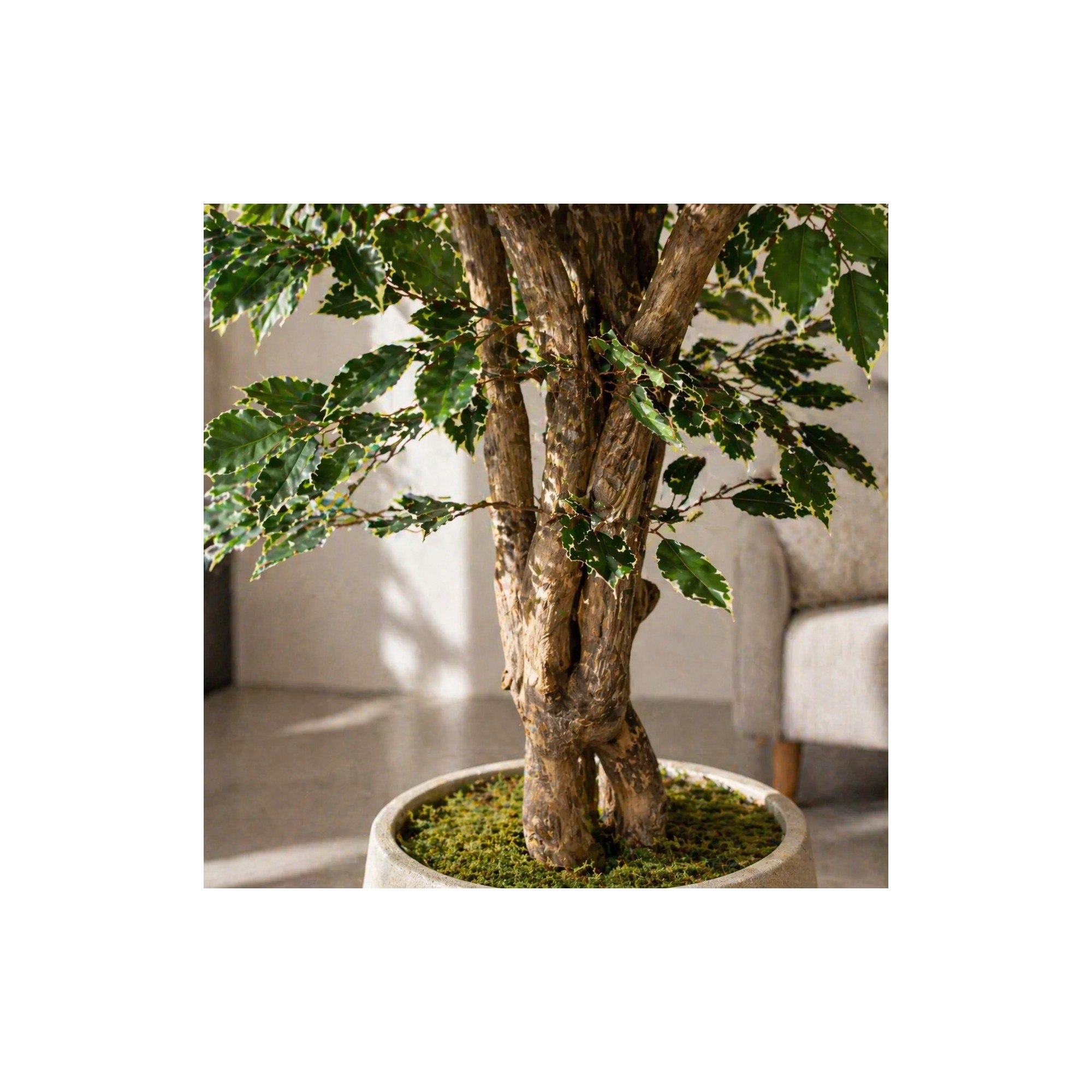  Ficus Luxe Seminaturale  Variegato  Tronco Mediterraneo H 175 cm