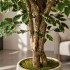 Ficus Luxe Seminaturale  Variegato  Tronco Mediterraneo H 175 cm