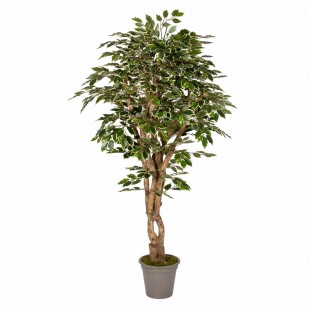 Ficus Luxe Seminaturale...