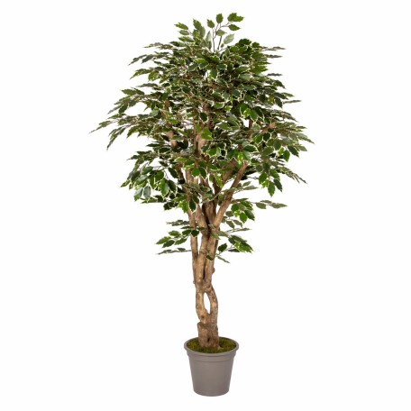 Ficus Luxe Seminaturale  Variegato  Tronco Mediterraneo H 175 cm