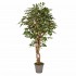 Ficus Luxe Seminaturale  Variegato  Tronco Mediterraneo H 175 cm