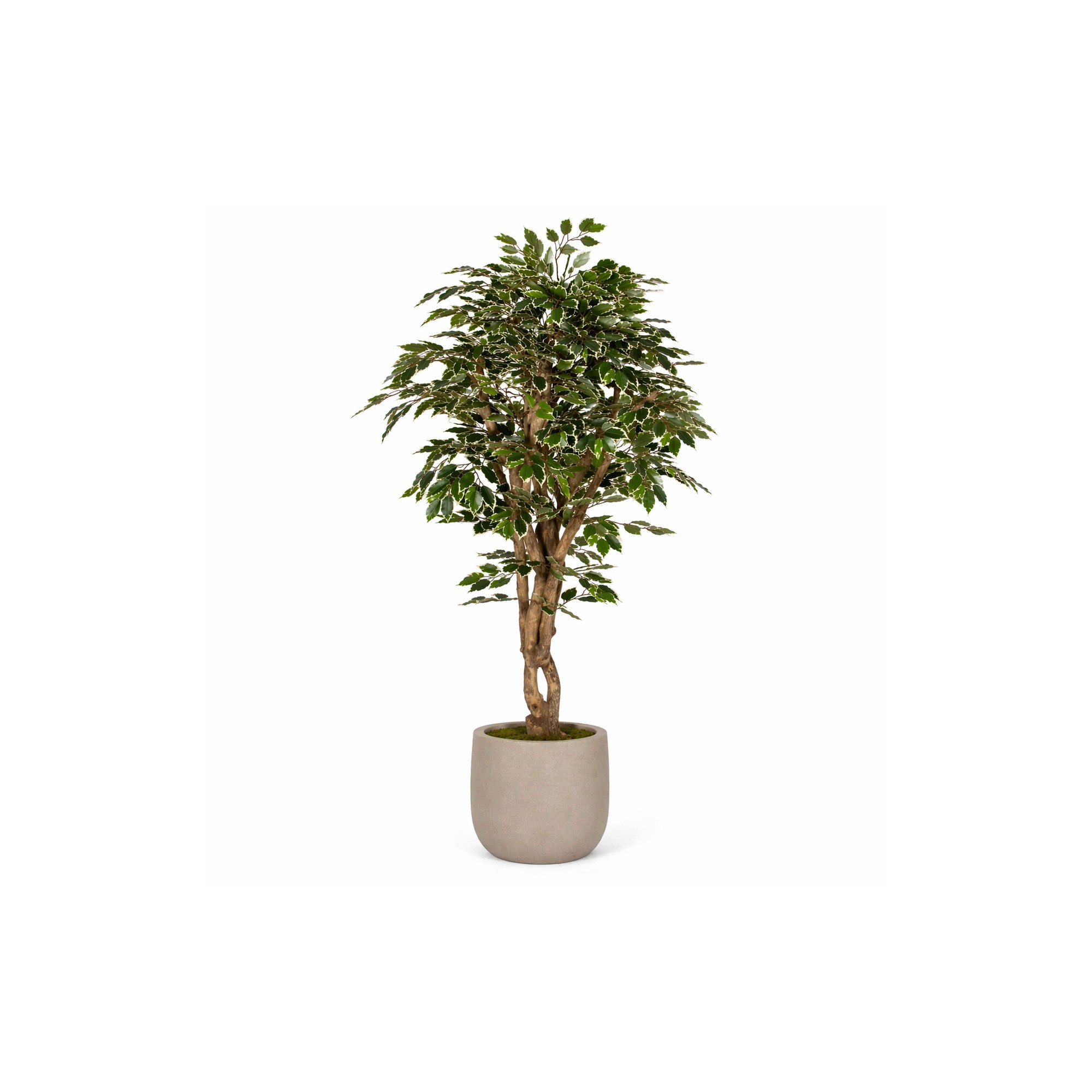  Ficus Luxe Seminaturale  Variegato  Tronco Mediterraneo H 175 cm
