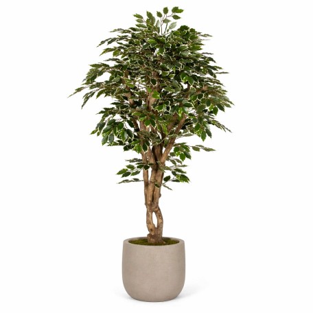 Ficus Luxe Seminaturale  Variegato  Tronco Mediterraneo H 200 cm