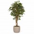 Ficus Luxe Seminaturale  Variegato  Tronco Mediterraneo H 200 cm