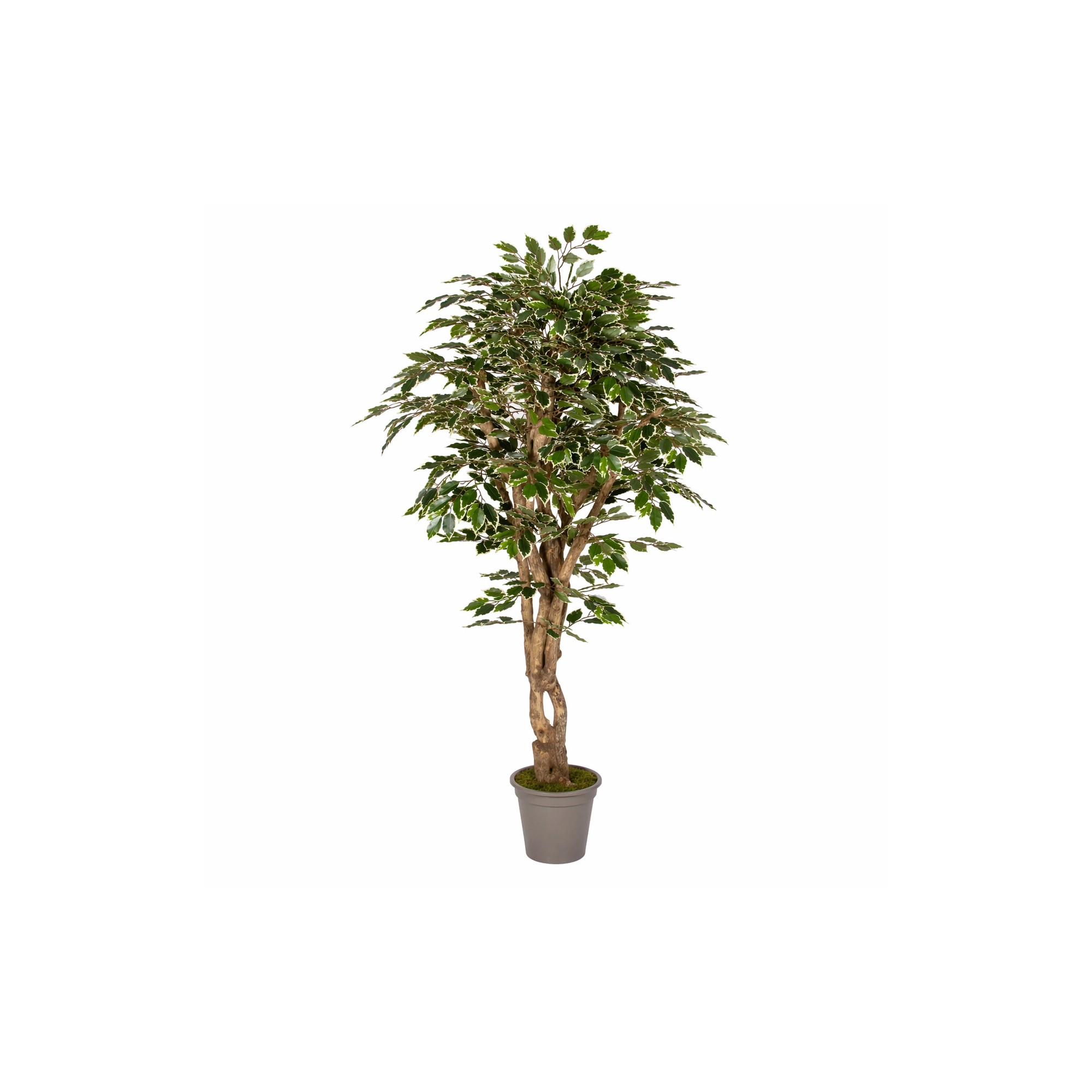  Ficus Luxe Seminaturale  Variegato  Tronco Mediterraneo H 200 cm