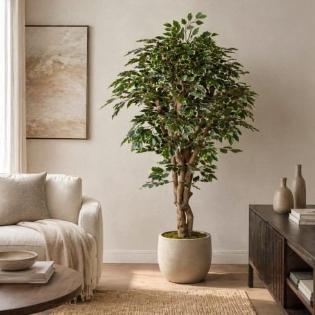 Ficus Luxe Seminaturale  Variegato  Tronco Mediterraneo H 200 cm