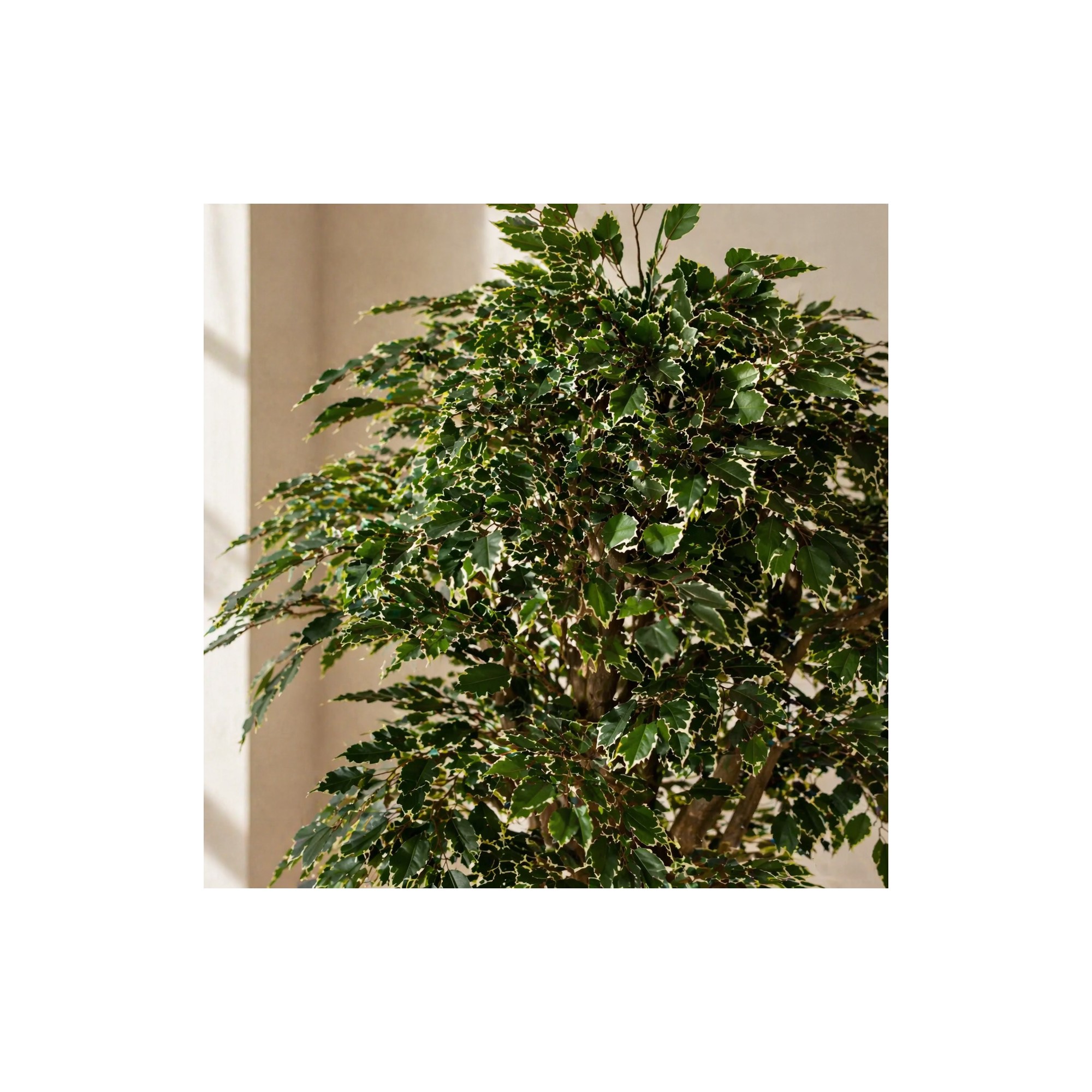  Ficus Luxe Seminaturale  Variegato  Tronco Mediterraneo H 200 cm