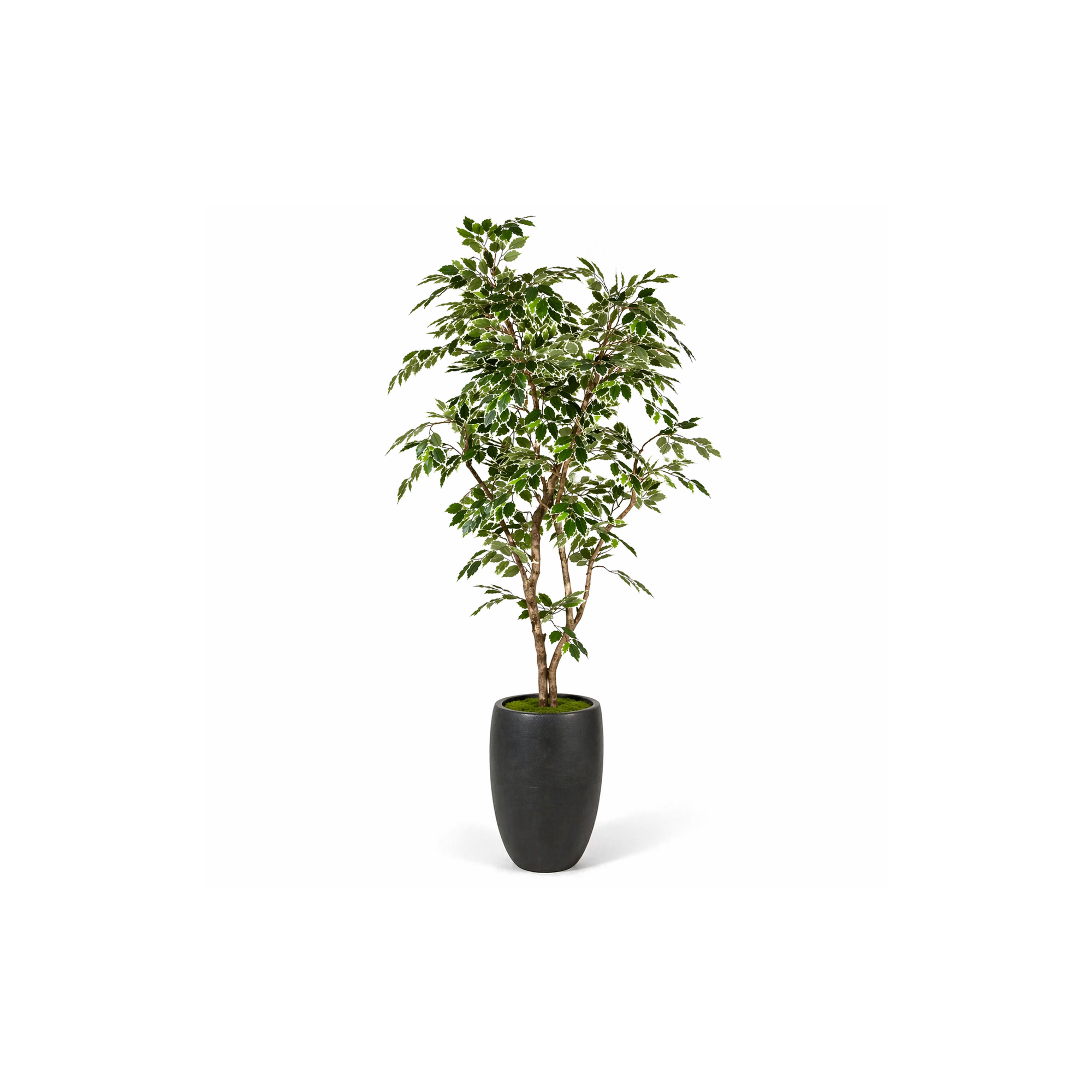  Ficus Luxe Seminaturale  Variegato  Tronco Mansanisi  New Garden H 150 cm