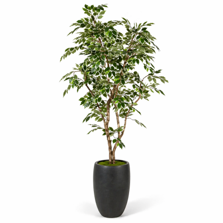 Ficus Luxe Seminaturale  Variegato  Tronco Mansanisi  New Garden H 150 cm