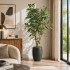 Ficus Luxe Seminaturale  Variegato  Tronco Mansanisi  New Garden H 180 cm it