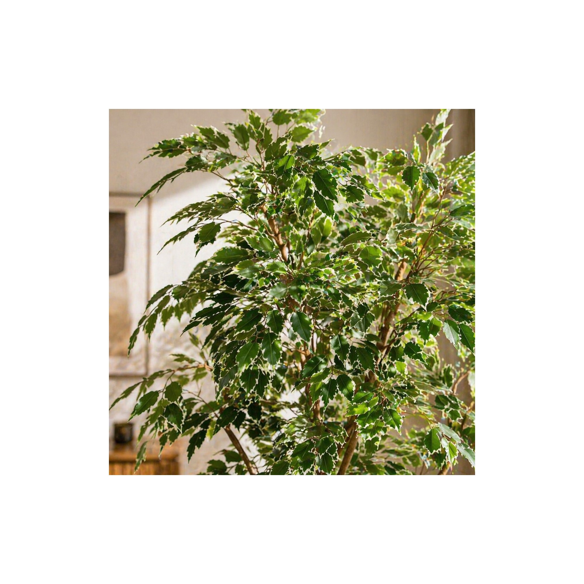 Ficus Luxe Seminaturale  Variegato  Tronco Mansanisi  New Garden H 180 cm