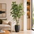 Ficus Luxe Seminaturale  Variegato  Tronco Mansanisi  New Garden H 180 cm it